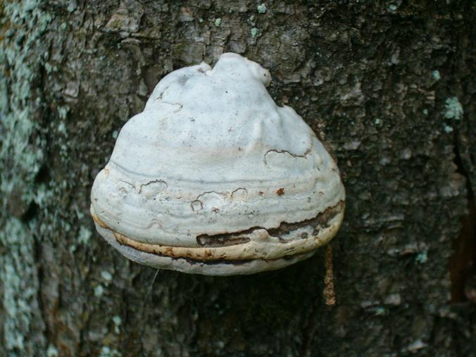 Learning from mushrooms could help to replace plastics in new high-performance ultra-light materials