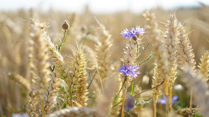 Agricultural Waste Can Be Used to Make Clothes of the Future