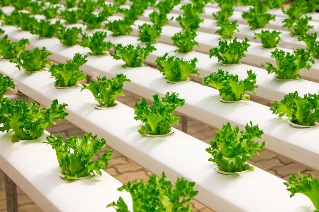  New  innovations boost food production – Monitoring of gas molecules to improve crops