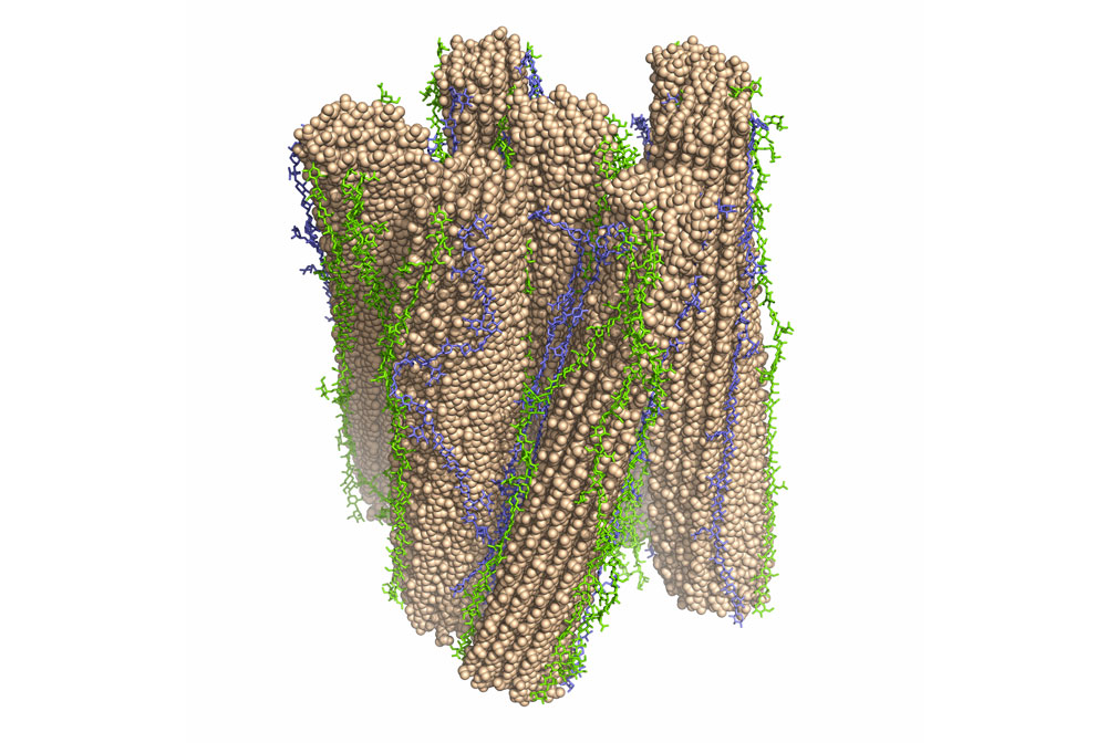 Cellulose-fibril-bundle-made-of-cellulose-fibril-segments-–-An-atomic-model