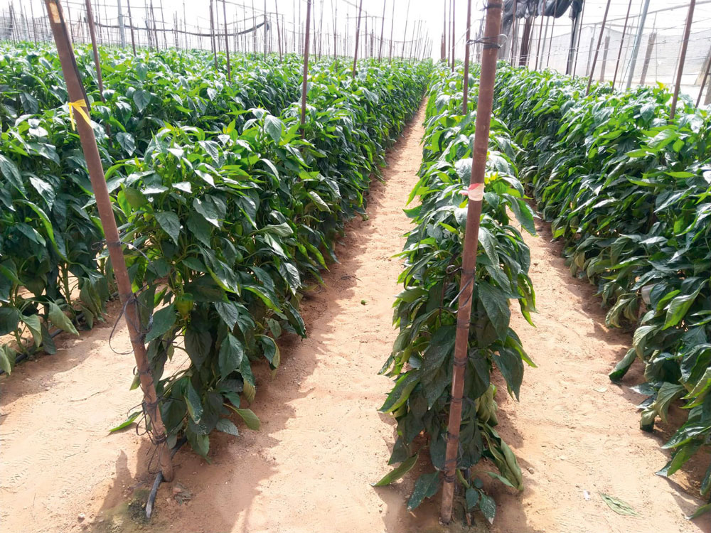 Fig2a