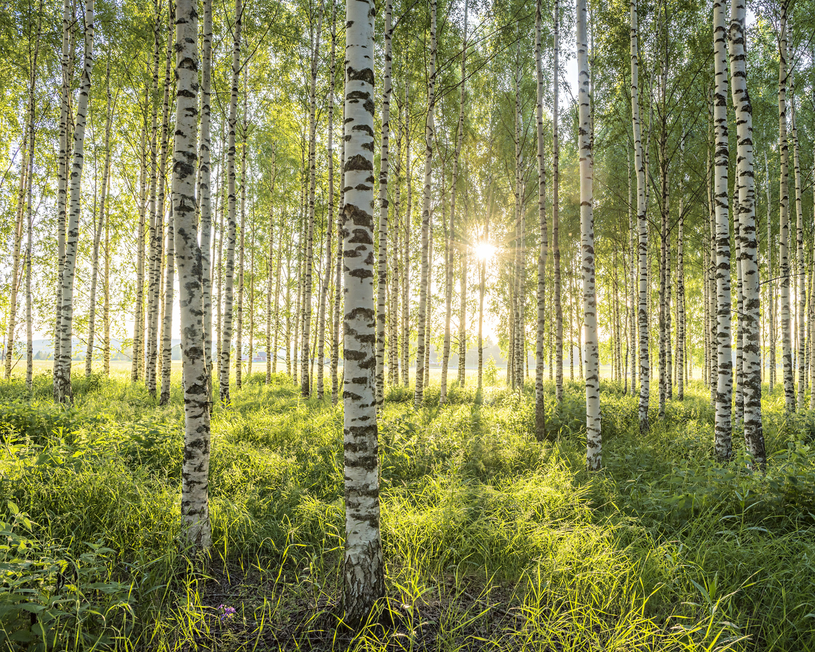 forest