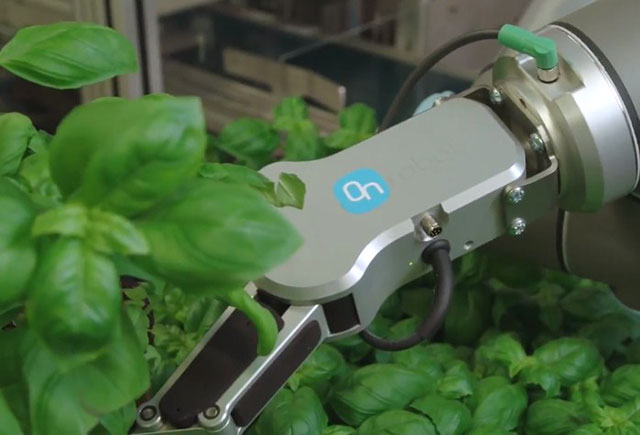 On_Robot_collaborative_grippers_pack_delicate_herbs_at_Rosborg_Greenhouse
